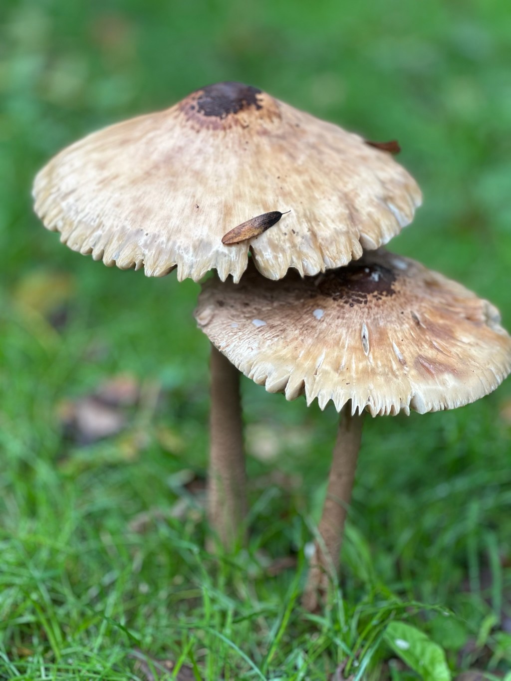 Veelzijdige flora en fauna in&nbsp;Domps